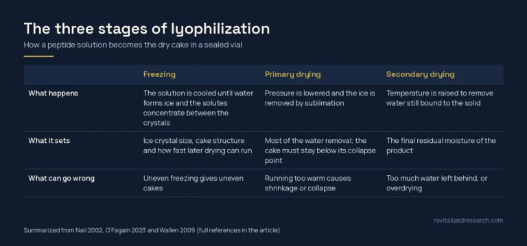 Table of the three stages of peptide lyophilization: freezing, primary drying and secondary drying, with what each sets and what can go wrong